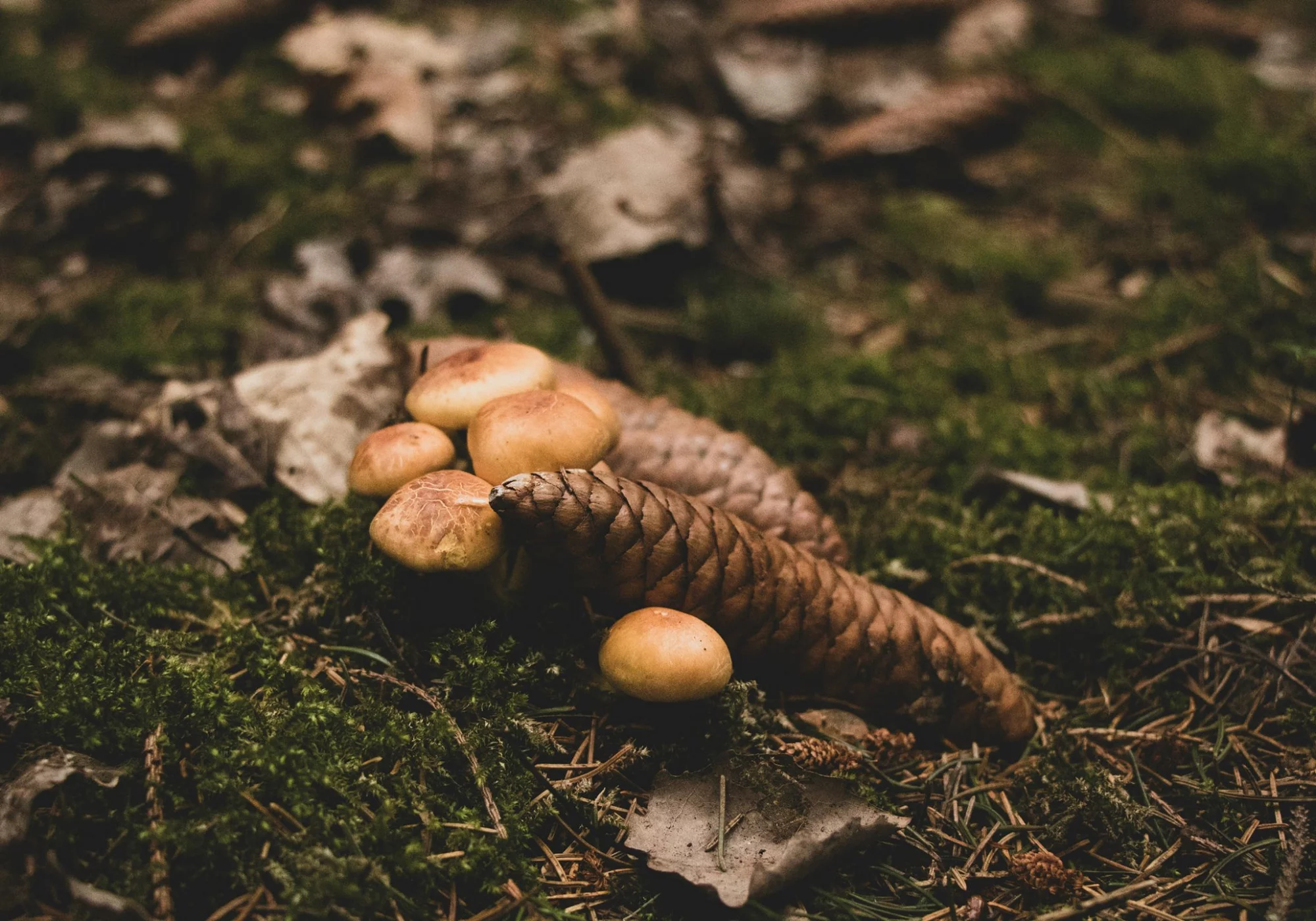 Setas y trufa negra silvestre